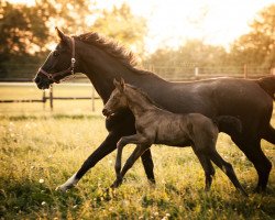 Zuchtstute Fantastic´s Sweetheart (Hannoveraner, 2018, von Fantastic)