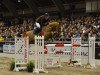 jumper Rockchester (Danish Warmblood, 2003, from Rockland)