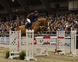 jumper Rockchester (Danish Warmblood, 2003, from Rockland)