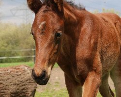 horse Viva Florentina GH (Oldenburger, 2020, from Viva Gold OLD)