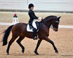 dressage horse Corman (Holsteiner, 2004, from Conteur)