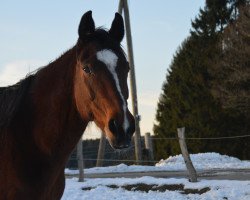 broodmare Peregrina Mira (Rhinelander, 2002, from Prinz Miro)