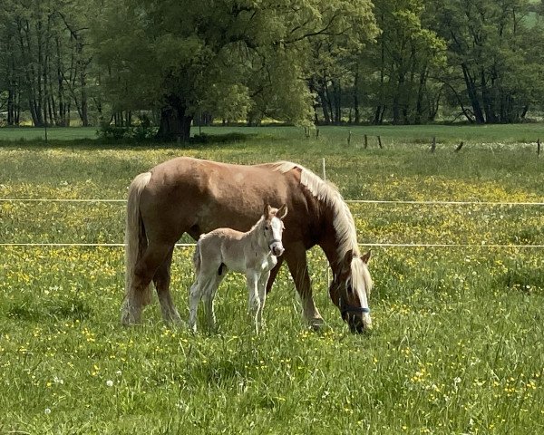 Pferd Calle von Carat (Rheinisch-Deutsches Kaltblut, 2020, von Carat)
