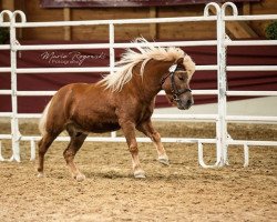 Deckhengst Can Dance vom Winzershof (Shetland Pony, 2016, von Chico v. Stal´t Hurkske)