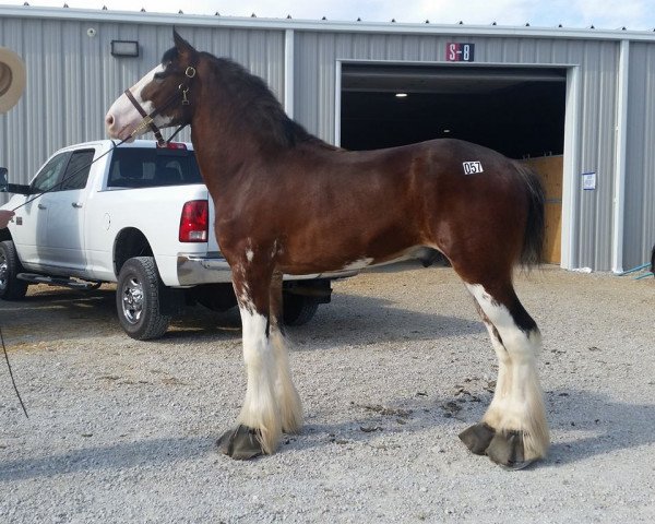 horse MTN. Country's RPS Pistol (Clydesdale, 2016, from Robyncroft Perfect Son)