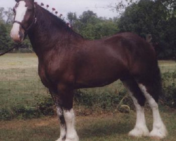 stallion Moss RX Andy's Sam (Clydesdale, 1992, from Robbie Bardrill Supreme)