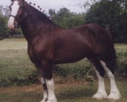 Deckhengst Moss RX Andy's Sam (Clydesdale, 1992, von Robbie Bardrill Supreme)