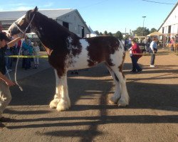 horse Monarrch's Queen Victoria (Clydesdale, 2009, from Great American Ben Franklin)