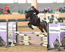 jumper Quirado's Penni (Slovakian Warmblood, 2009, from Quirado)