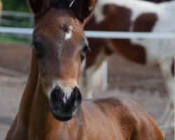 Pferd Fräulein Fabelhaft (Trakehner, 2020, von L'Elu de Dun AA)