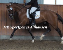 stallion Caspar (German Riding Pony, 2014, from Coke saint of the Life)