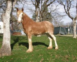 broodmare Mistyland Willow (Clydesdale, 2013, from Alamar Rusty)