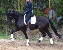 Zuchtstute Wind Lady (Westfale, 2009, von Wind Dancer)