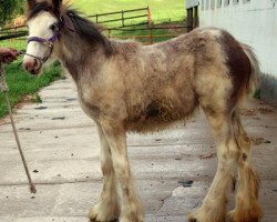 Pferd Mistyland Tilly (Clydesdale, 2014, von Westwood Royal H.C. Dennis)