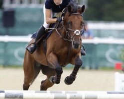 broodmare Penelope 306 (Hungarian Warmblood, 2005, from Parker)