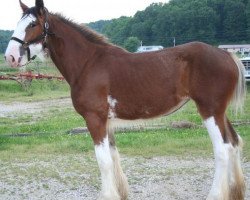 horse Mistyland Storm (Clydesdale, 2015, from Westwood Royal H.C. Dennis)