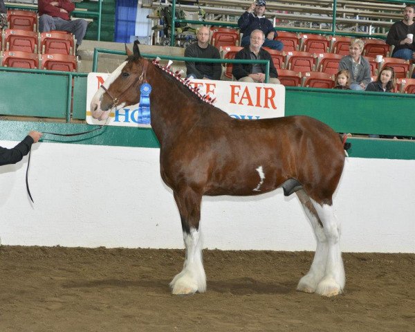 Pferd Mistyland Sabastian (Clydesdale, 2010, von Westwood Royal H.C. Dennis)