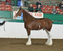 horse Mistyland Sabastian (Clydesdale, 2010, from Westwood Royal H.C. Dennis)