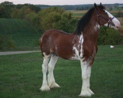 Pferd Mistyland Master Piece (Clydesdale, 2011, von Pinnacle's Paxton)