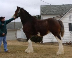 Zuchtstute Mistyland L.S. Lilly (Clydesdale, 2008, von Pinnacle's Lucky Strike)