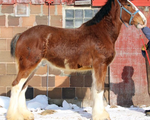 Pferd Mistyland Lincoln (Clydesdale, 2013, von Pinnacle's Chancellor)