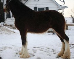 horse Mistyland Juliet (Clydesdale, 2013, from Pinnacle's Chancellor)