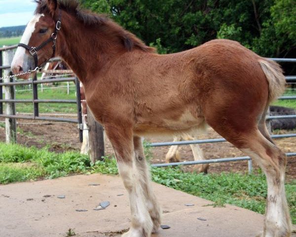 Pferd Mistyland Jule (Clydesdale, 2014, von Pinnacle's Chancellor)