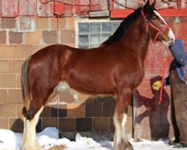 horse Mistyland Joker (Clydesdale, 2013, from Pinnacle's Chancellor)