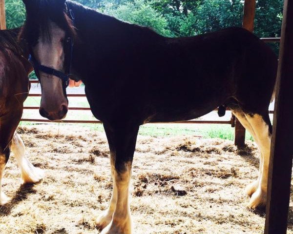 stallion Weidmans View Rollie (Clydesdale, 2015, from Donegal Double Dot Big Ben)