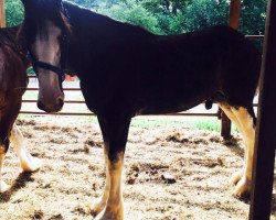 stallion Weidmans View Rollie (Clydesdale, 2015, from Donegal Double Dot Big Ben)