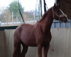 broodmare Showtime 65 (Hanoverian, 2008, from Santino)