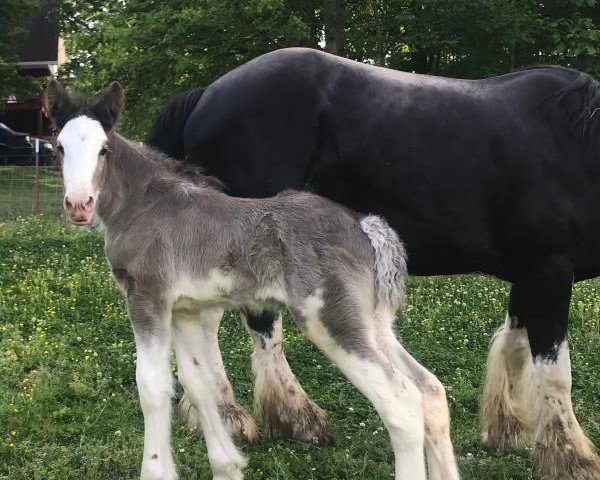 Pferd Lofty Black Satin (Clydesdale, 2019, von Weidmans View Rollie)