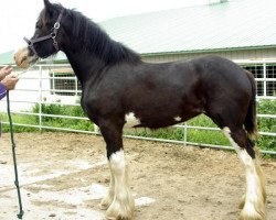 broodmare Mistyland Jasminn (Clydesdale, 2012, from Armageddon's Lord Solomon)