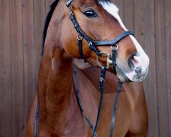 dressage horse Sunshines cordia (Westphalian, 2014, from Scuderia)