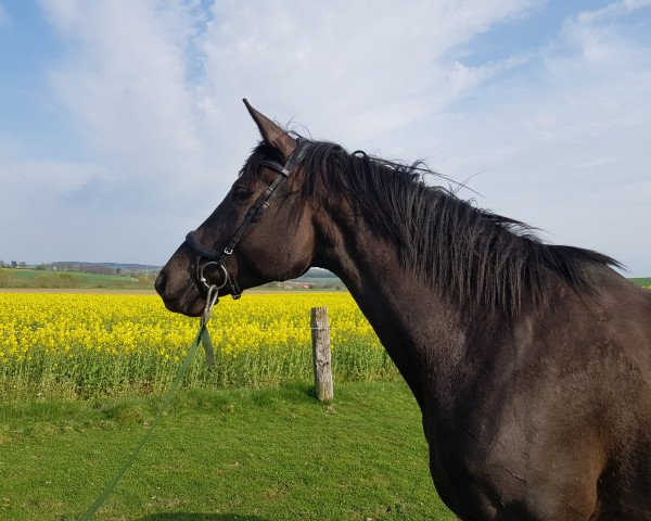 Zuchtstute Baroni (Trakehner, 2011, von Kasparow)