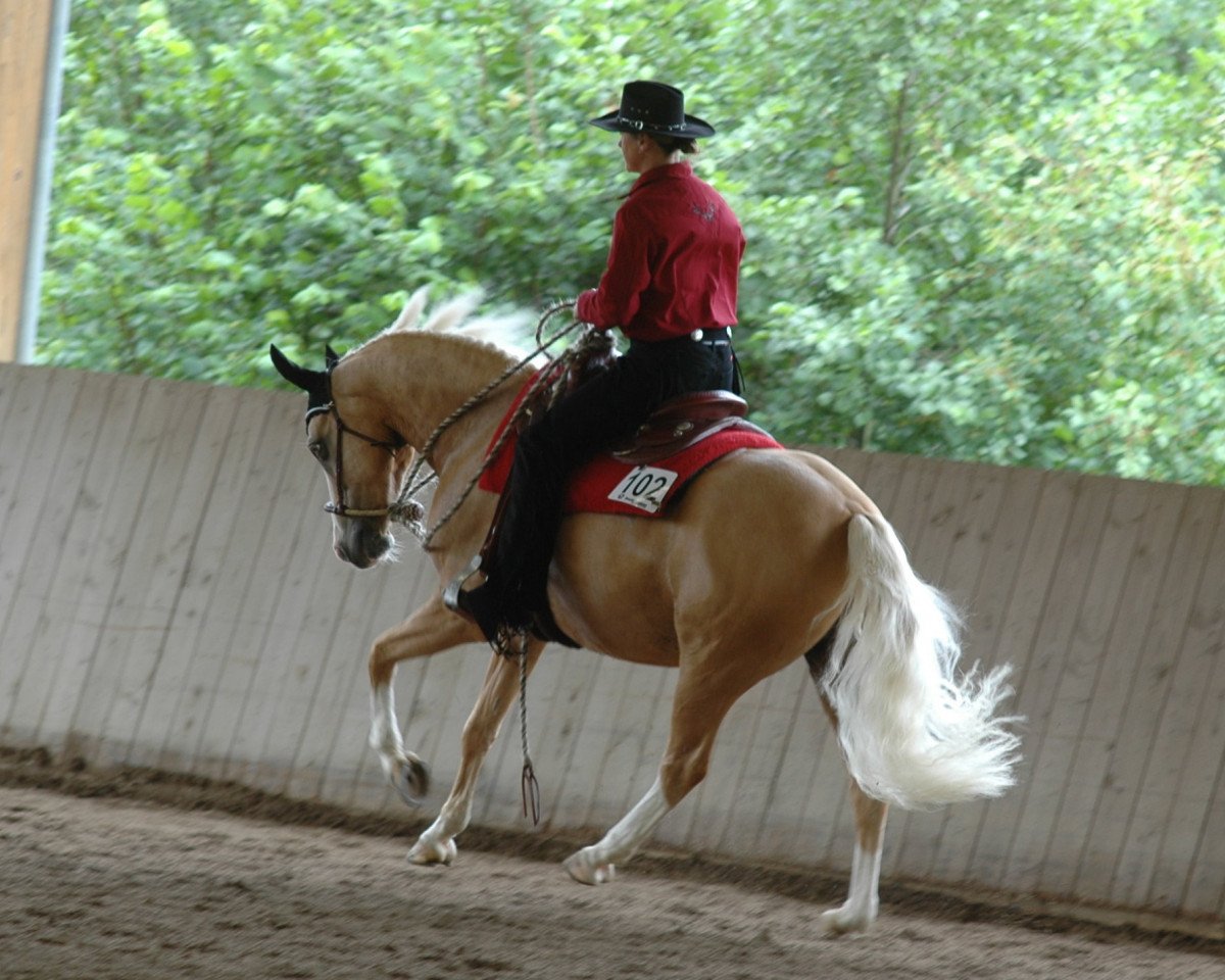Pferd Brantops Glücksritter (Deutsches Reitpony, 2004, von FS Golden Highlight)