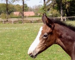 broodmare Candida CR (Holsteiner, 2020, from Clicksem)