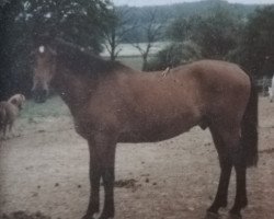 horse Attila 65 (Holsteiner, 1968, from Anklang)