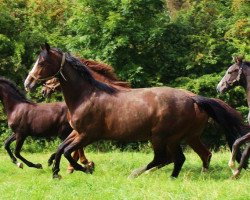 broodmare Cheyenne 785 (Westphalian, 2001, from Charisma)