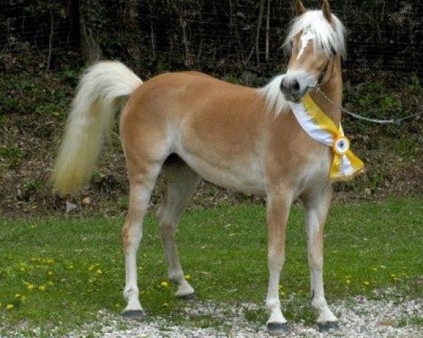 Zuchtstute F-Minu-W (Haflinger,  , von Antinor)