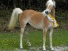 Zuchtstute F-Minu-W (Haflinger,  , von Antinor)