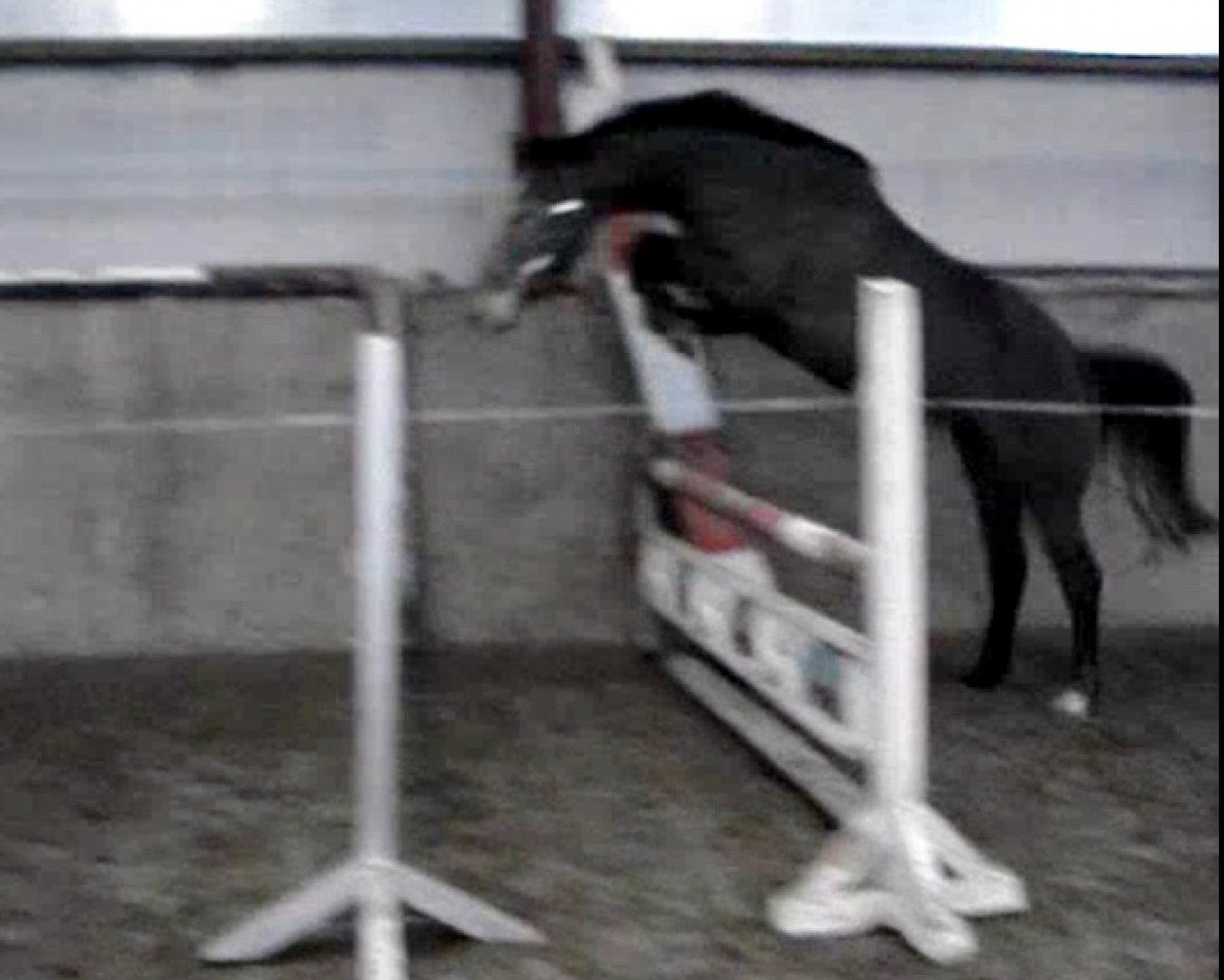broodmare Zarina XIX (aus Vollschwester von Capitol) (Holsteiner, 2007, from Clearway)
