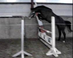 Pferd Zarina XIX (aus Vollschwester von Capitol) (Holsteiner, 2007, von Clearway)