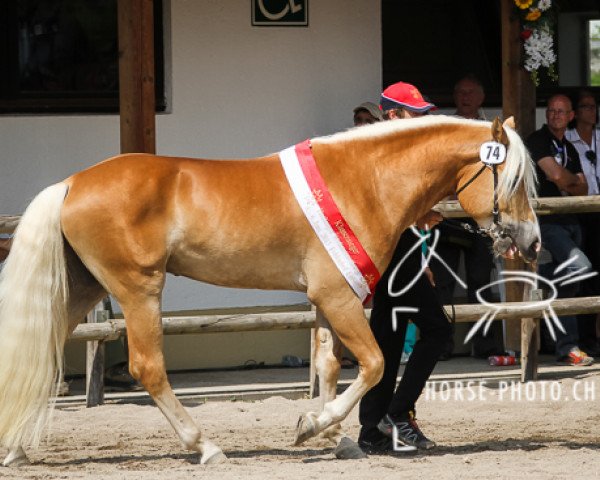 stallion Nebbiolo WR (Haflinger, 2011, from Novaris)