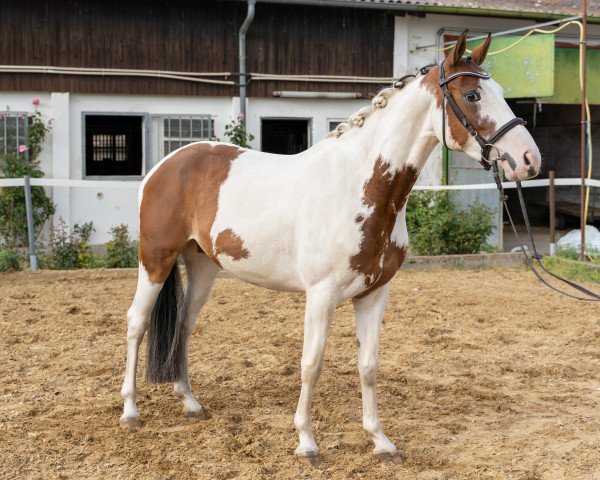dressage horse Samba de la Coeur (Pinto / Small Riding Horse, 2016, from Shine On O)