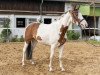 dressage horse Samba de la Coeur (Pinto / Small Riding Horse, 2016, from Shine On O)