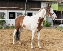 Dressurpferd Samba de la Coeur (Pinto/Kleines Reitpferd, 2016, von Shine On O)