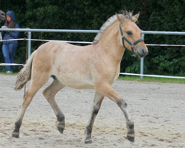 Pferd Schlappeseppel (Fjordpferd, 2021, von Fjordbækken’s Sidan)