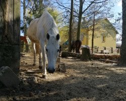 Springpferd Celebration 31 (Trakehner, 2004, von Cadeau)