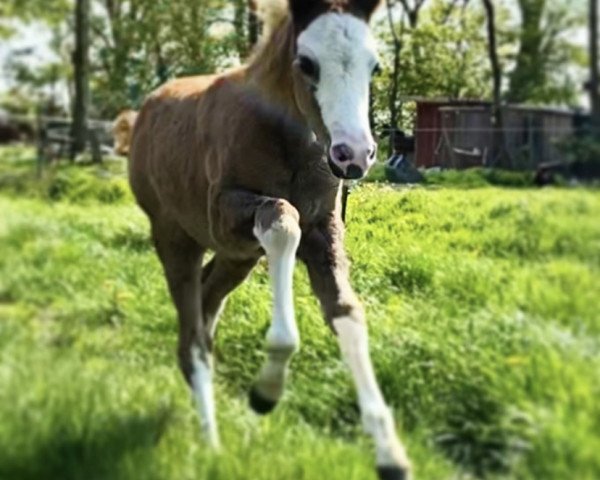 horse Hadeln’s Special Design (Welsh-Pony (Section B), 2020, from Greylight)